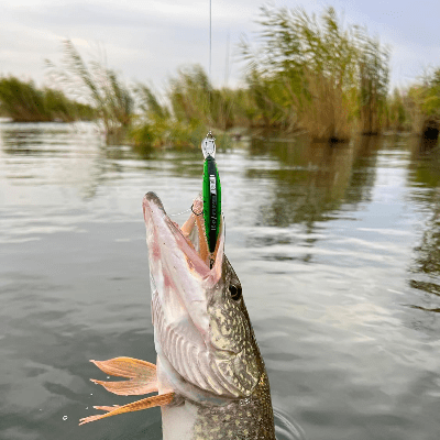 Leurre de Peche - FishingLureBait™ - Vert Dégradé - Coin Pêcheur